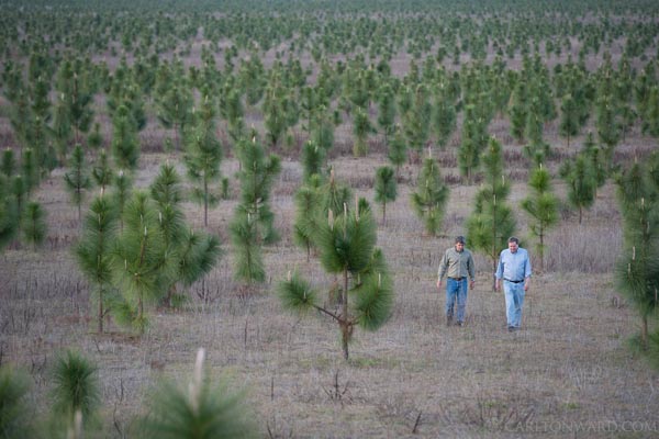 Человек высадил 8 млн деревьев