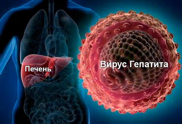 Вирусные гепатиты: симптомы, пути заражения и профилактика