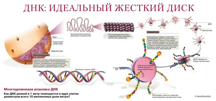 ДНК: идеальный жесткий диск