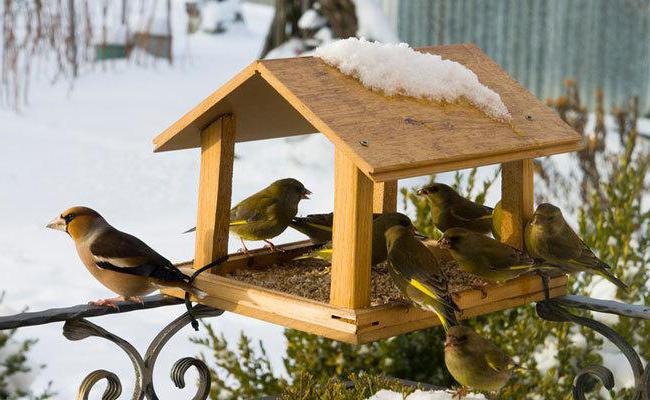 Помогите птицам – покормите их зимой