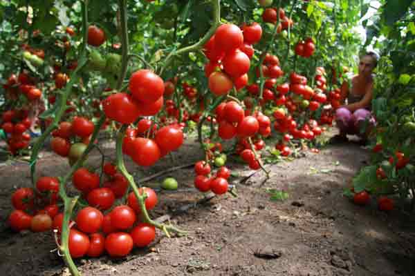 Как правильно формировать томаты в теплице