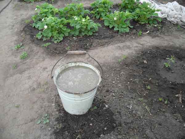 Как сделать жидкое удобрение для огорода