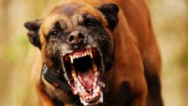 Смертельные клыки: нужно ли приравнять бойцовых собак к оружию в Казахстане
