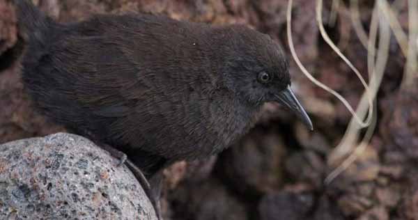 Как самая маленькая в мире птичка без крыльев оказалась на острове посреди Атлантики?